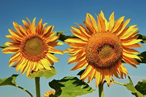 Sunflowers Prints: Sunflowers Treherne, Manitoba, Canada