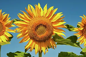 Sunflowers Prints: Sunflowers Treherne, Manitoba, Canada