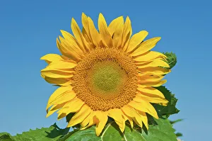 Sunflowers Prints: Sunflowers Treherne, Manitoba, Canada