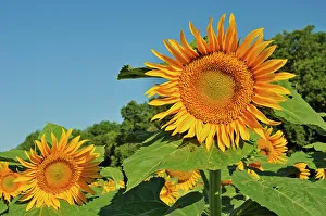 Sunflowers Prints: Sunflowers Treherne, Manitoba, Canada