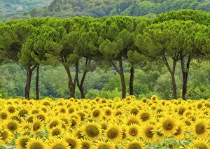 Images Dated 1st March 2023: Sunflowers & Umbrella Pines, near Perugia, Umbria, Italy