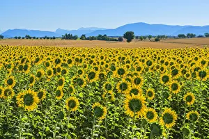 Sunflower Prints: Sunflowers on the Valensole plateau, Provence-Alpes-Cote d'Azur, France