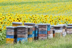 Sunflowers, Valensole Plateau, Provence, France