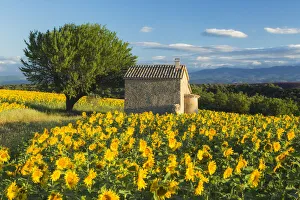 Sunflowers, Valensole Plateau, Provence, France