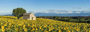 Sunflowers, Valensole Plateau, Provence, France