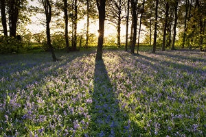 Sunlight Across Bluebell Wood, Norfolk, England
