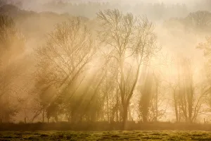 Sunlight bursting through mist covered trees, Near Okehampton, Devon, England. Winter