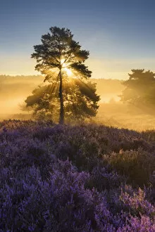 Images Dated 11th May 2021: Sunlight-flooded tree in blooming heathland (Calluna vulgaris