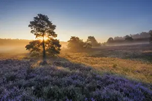 Violet Prints: Sunlight-flooded tree in blooming heathland (Calluna vulgaris