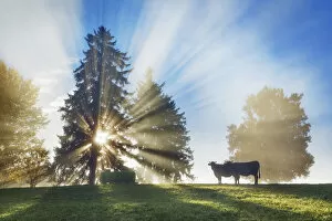 Images Dated 3rd March 2021: Sunrays in fog and cows - Germany, Bavaria, Swabia, OstAllgau, Illasbergsee - Allgau