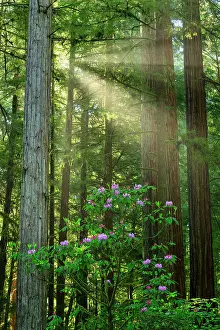 Redwoods Prints: Sunrays through Redwoods, Jedediah Smith Redwoods State Park, California, USA