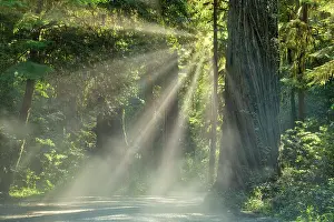 Redwoods Prints: Sunrays through Redwoods, Jedediah Smith Redwoods State Park, California, USA