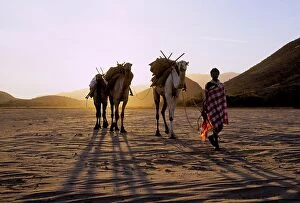 Pastoralist Collection: At sunrise