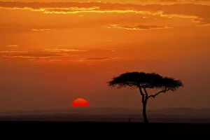 Acacia Gallery: Sunrise with acacia tree, Serengeti, Tanzania, Africa