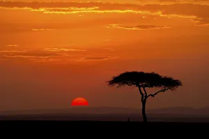 Acacia Gallery: Sunrise with acacia tree, Serengeti, Tanzania, Africa