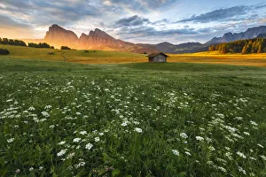 Kastelruth Prints: Sunrise on Alpe di Siusi / Seiser Alm with summer flowers