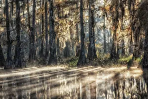 Louisiana Prints: Sunrise in Atchafalaya Basin in Autumn, Louisiana, USA