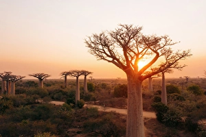 Madagascar Prints: Sunrise over baobab trees. Madagascar, Africa