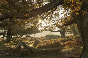 Images Dated 8th December 2021: Sunrise on a beautiful autumn morning in the New Forest National Park, Hampshire, England