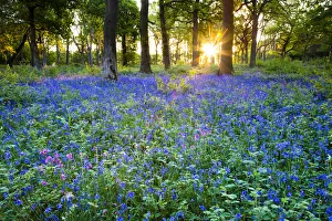 Back Lit Prints: Sunrise in Bluebell Wood, Norfolk, England