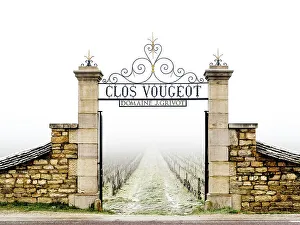 World Prints: Sunrise Clos de Vougeot Vineyards, Fog Beaune, Cote D'Or, Burgundy, France