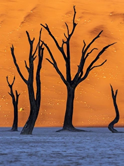 Acacia Gallery: Sunrise from the Deadvlei, Sossusvlei, Namibia