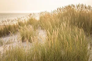 Sunrise in the dunes in the Ellenbogen nature reserve, Sylt, Schleswig-Holstein, Germany