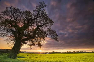 Silhouette Collection: Sunrise Over Field of Oilseed Rape, Swardeston, Norfolk, England