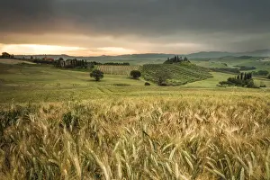 Valdorcia Prints: Sunrise on the fields of corn and the gentle green hills of Val d Orcia province