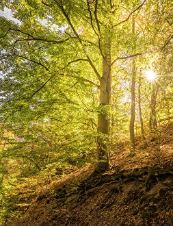 Sunbeams Prints: Sunrise in the forest in the Tiefenbachtal above Bernkastel-Kues