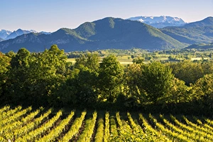 Sunrise in Franciacorta, Brescia province, lombardy district, Italy, Europe