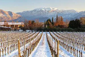 Sunrise in Franciacorta after a snowfall, Brescia province in Lombardy district, Italy