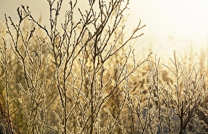 Circle Prints: Sunrise over frozen birch forest in the Arctic Circle