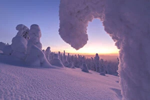 Finnish Gallery: Sunrise on frozen trees, Riisitunturi National Park, Posio, Lapland, Finland