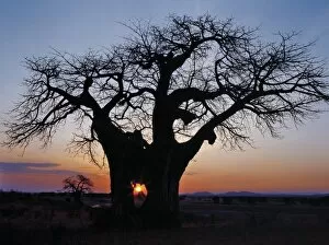 African Landscape Gallery: Sunrise through the hole in a baobab tree