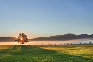 Farm Land Prints: Sunrise impression with oak - Germany, Bavaria, Upper Bavaria, Weilheim-Schongau