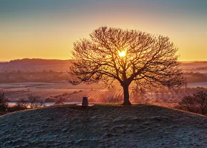 Somerset Prints: Sunrise over the lone hilltop tree at Burrow Hill Cider Farm