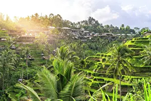 Tropical Climate Prints: Sunrise over lush terraced fields and traditional rural village, Ubud, Bali, Indonesia