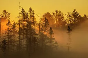 Muskoka Prints: Sunrise on a misty morning in the Torrance Barrens, Ontario, Canada