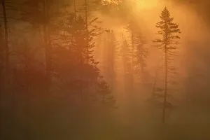 Muskoka Prints: Sunrise on a misty morning in the Torrance Barrens, Ontario, Canada