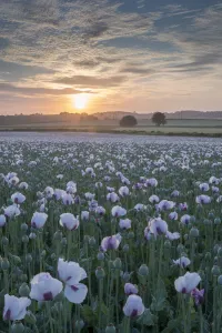 Poppies Prints: Sunrise over an opium poppyfield in Dorset, England