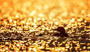 Sharbot Lake Prints: Sunrise on Sharbot Lake, Ontario. A loon and its chick on the water