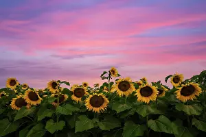Sunflower Prints: Sunrise over sunflower field, Conway, New Hampshire, USA