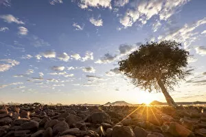 Damaraland Gallery: Sunrise with tree, Damaraland, Namibia