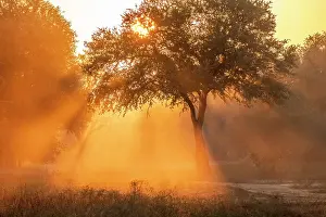 Zambia Prints: Sunrise through trees and dust, South Luangwa National Park, Zambia