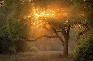 Zambia Prints: Sunrise through trees and dust, South Luangwa National Park, Zambia