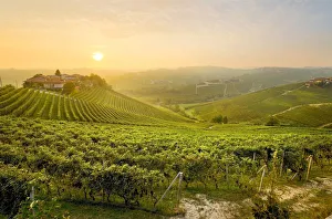 Agricolture Gallery: Sunrise on the vineyards of Barbaresco, Piedmont, Italy