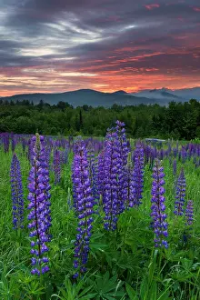 White Mountain Region Prints: Sunrise over Whtie Mountain National Forest with purple lupines