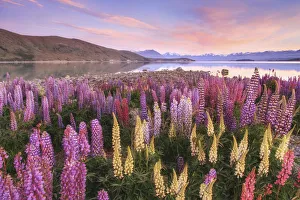 Images Dated 1st November 2019: Sunrisre at Lake Tekapo, Canterbury, New Zealand