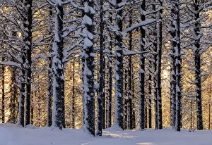 Finland Gallery: Sunset in the boreal forest (Taiga) covered with snow, Lapland, Kuusamo, Finland